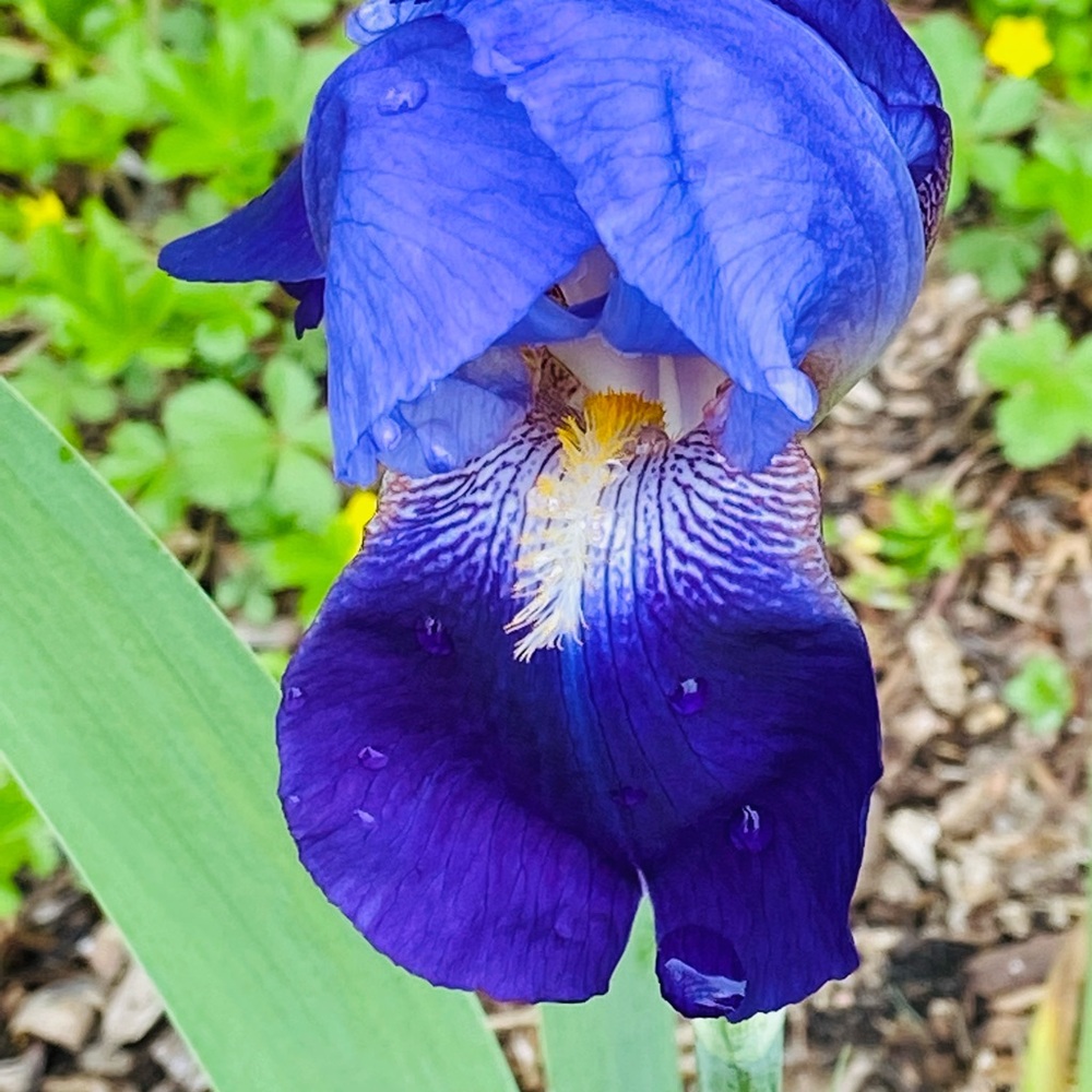 6 Blue Iris Plant bulbs